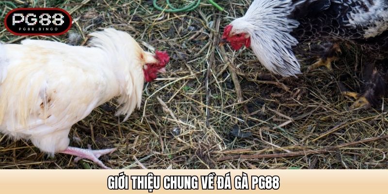 Giới thiệu chung về Đá gà PG88