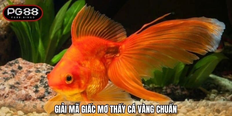 Giải mã giấc mơ thấy cá vàng chuẩn