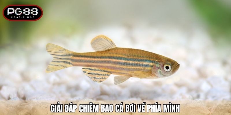 Giải đáp chiêm bao cá bơi về phía mình