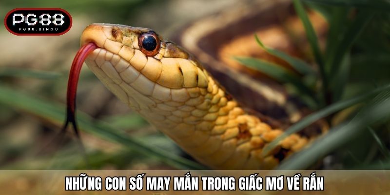 Những con số may mắn trong giấc mơ về rắn