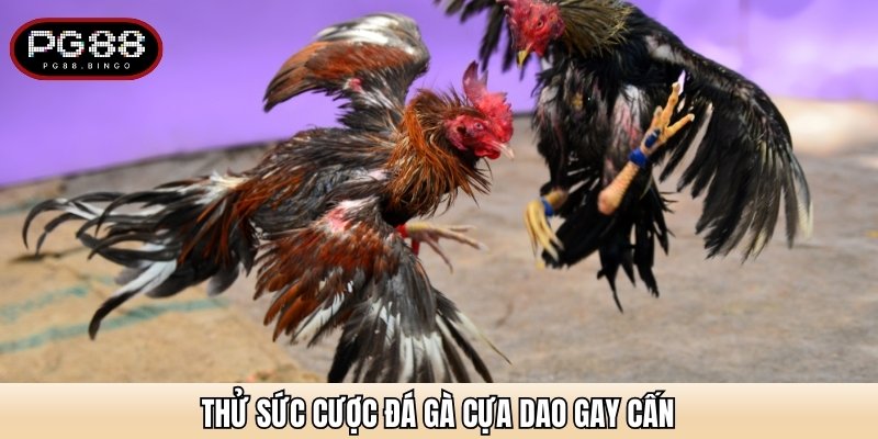 Thử sức cược đá gà cựa dao gay cấn