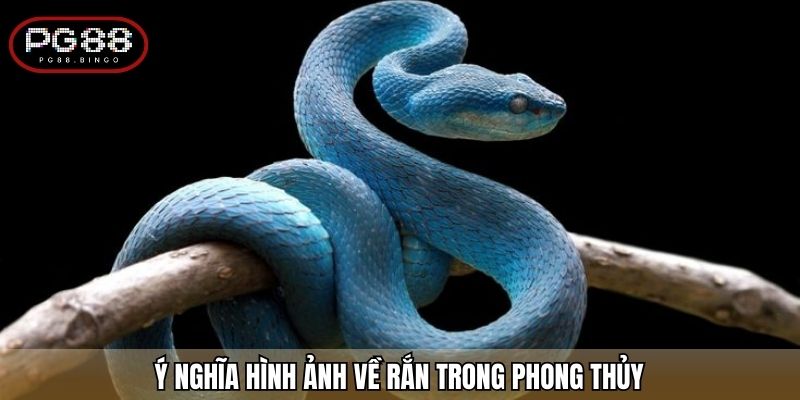 Ý nghĩa hình ảnh về rắn trong phong thủy